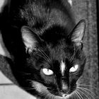 Cat black and white