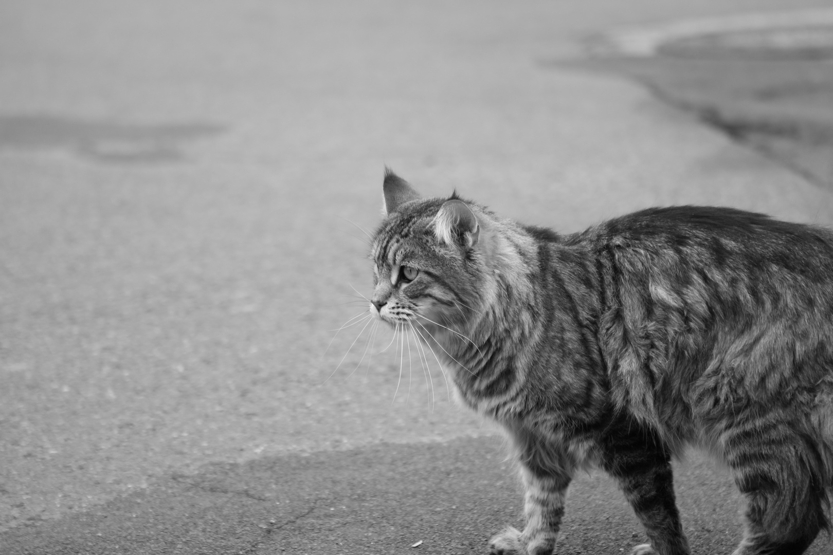 Cat BlackandWhite