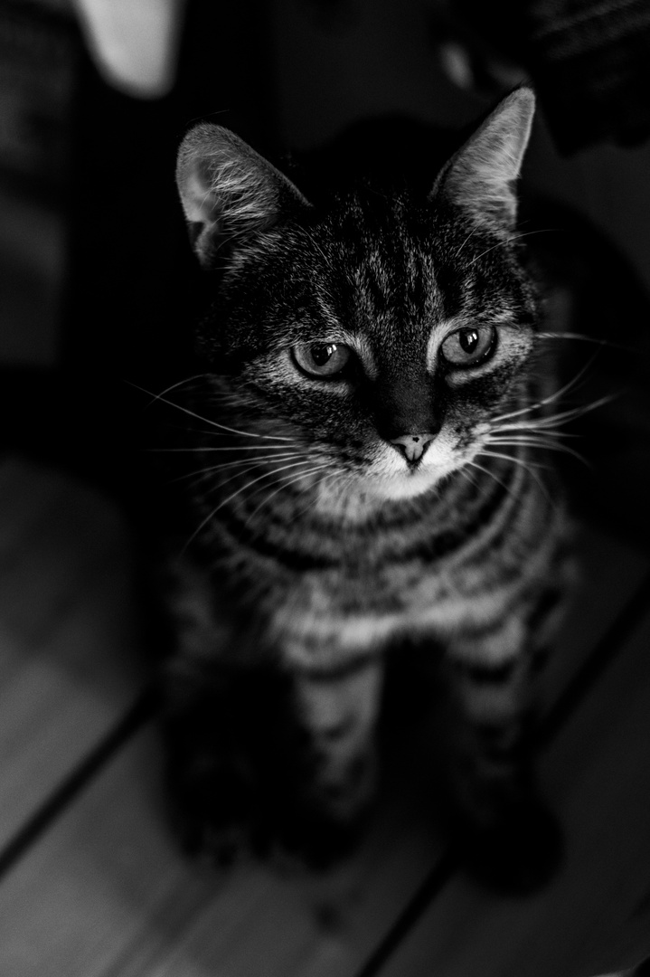 Cat b/w 1