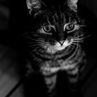 Cat b/w 1