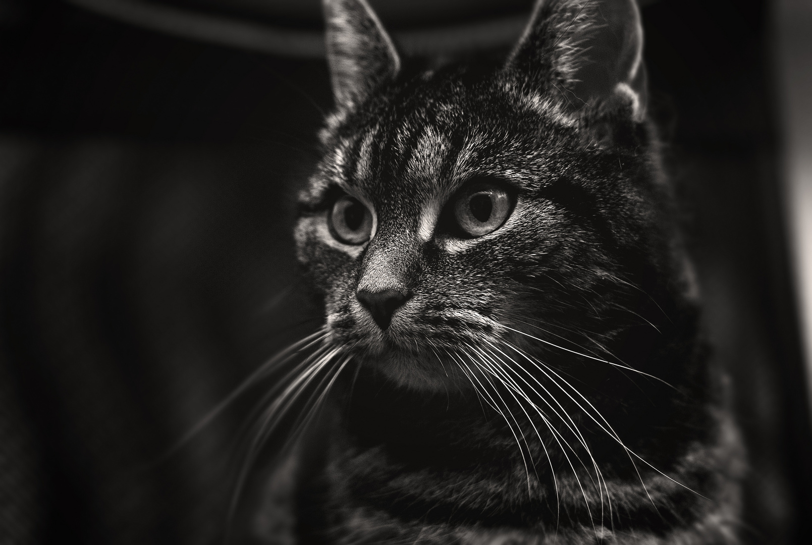 CAT BW