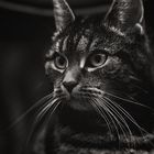 CAT BW