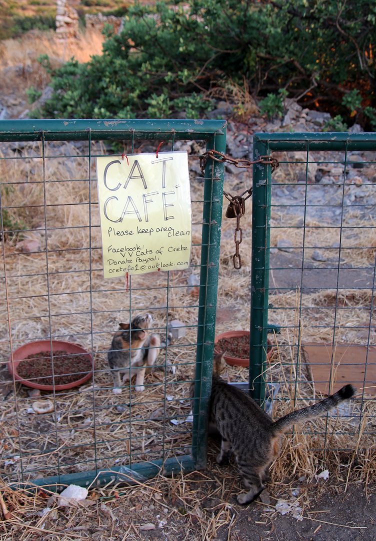 Cat Cafe