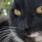 Cat Close-Up