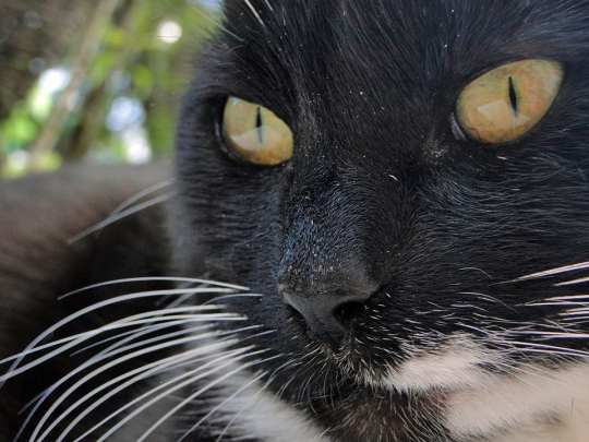 Cat Close-Up