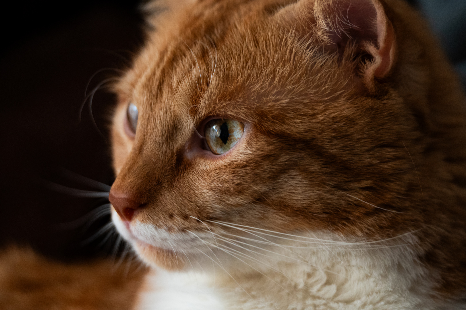 cat closeup .