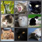 Cat Collage (Reload)