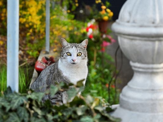 Cat content.............