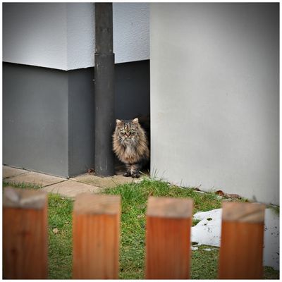 Cat content...not  amused...