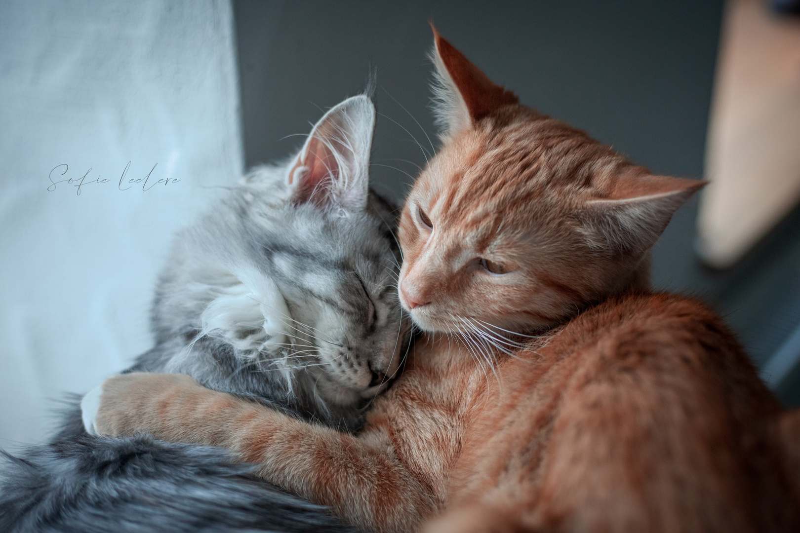 Cat Cuddles