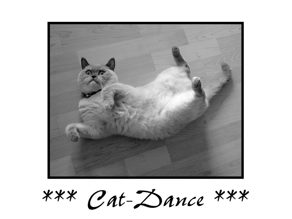 *** Cat-Dance ***