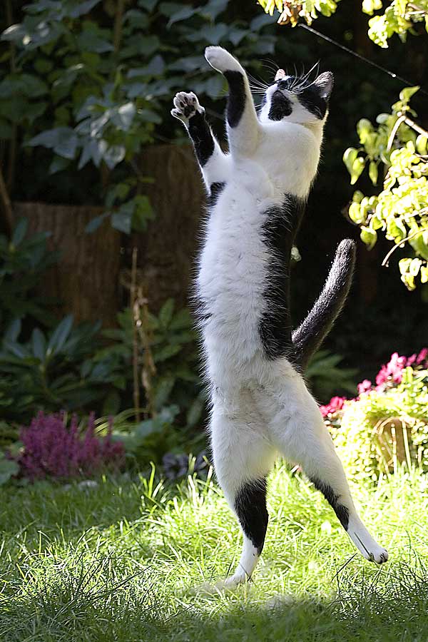 Cat-Dancing ;-))