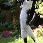 Cat-Dancing ;-))