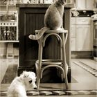 Cat & Dog