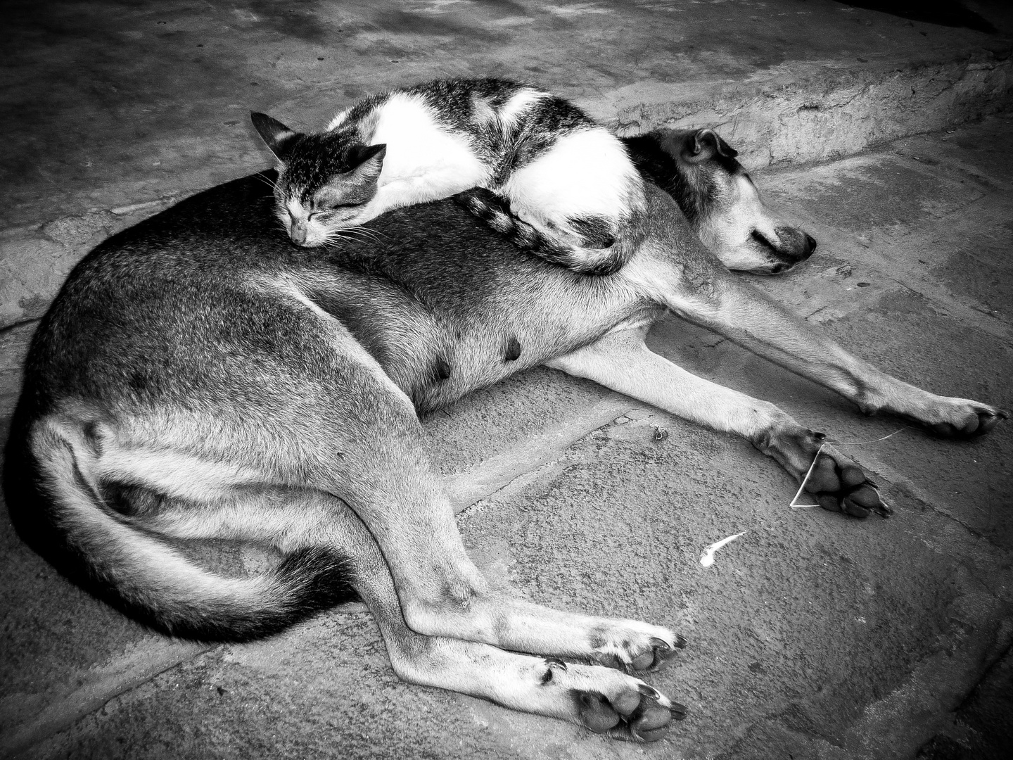 Cat & dog in harmony