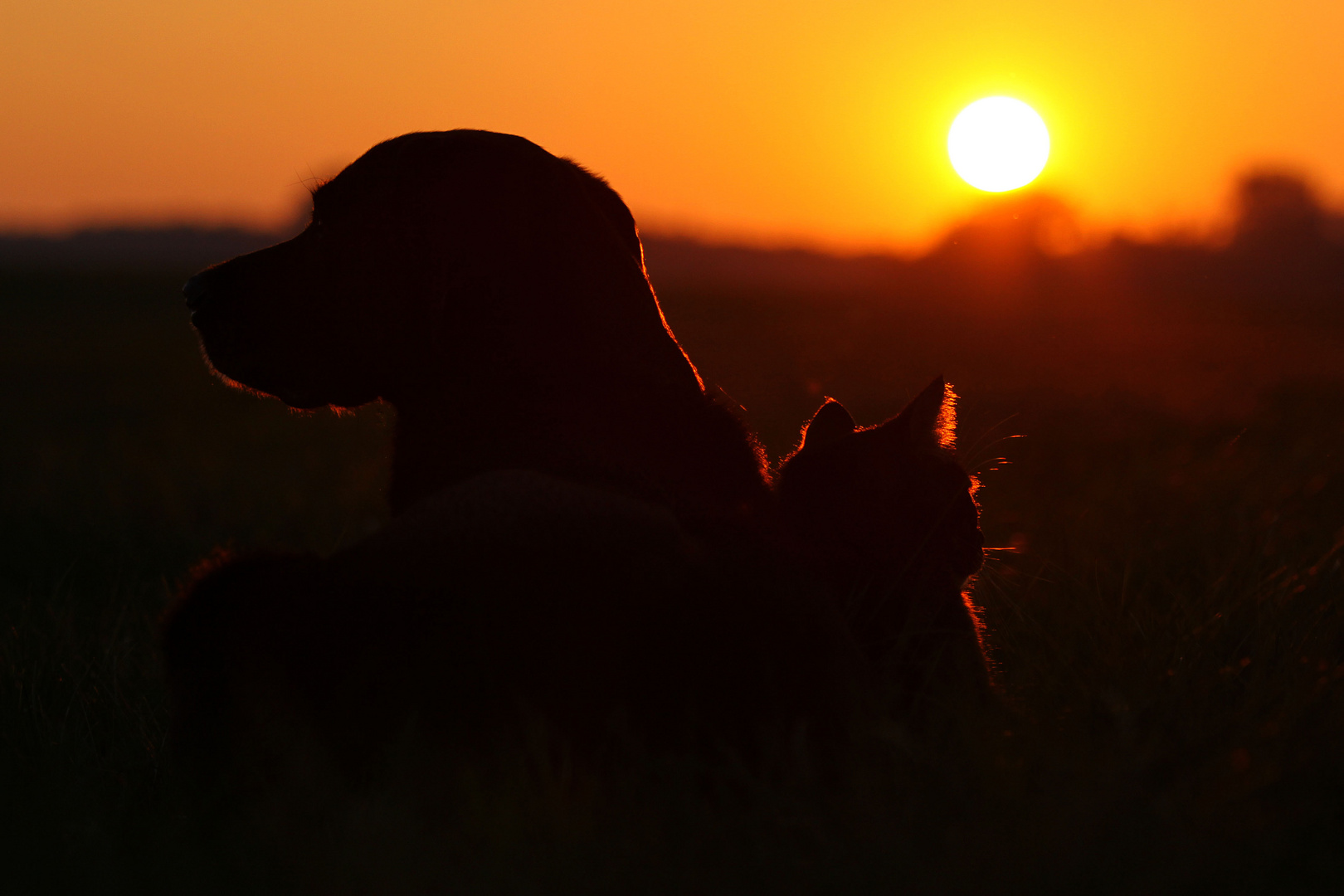 ~ Cat & Dog in the sunset ~