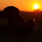 ~ Cat & Dog in the sunset ~