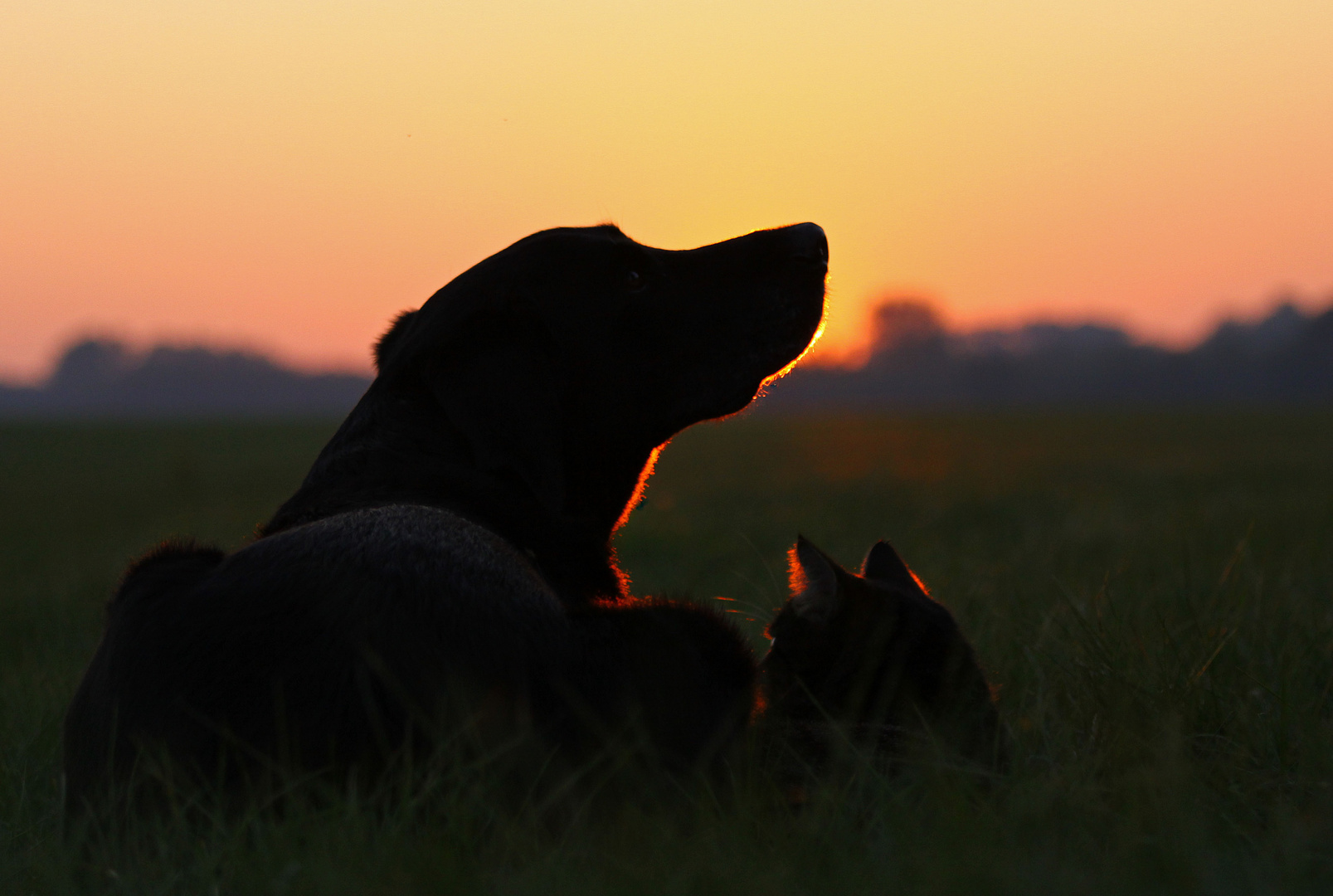 * Cat & Dog in the sunset II *