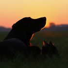 * Cat & Dog in the sunset II *