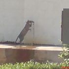 Cat Drinking water