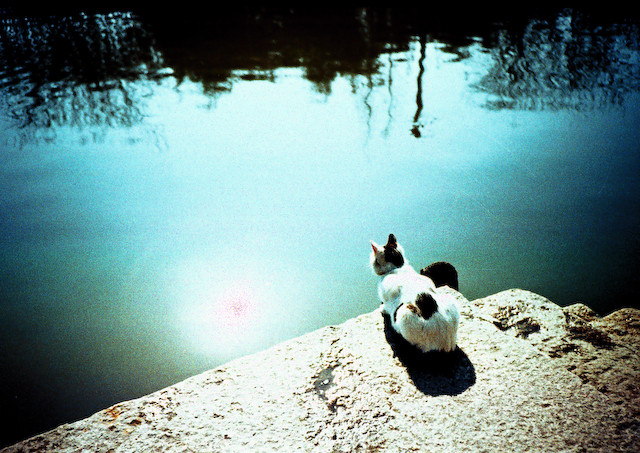 cat enjoying the sunshine