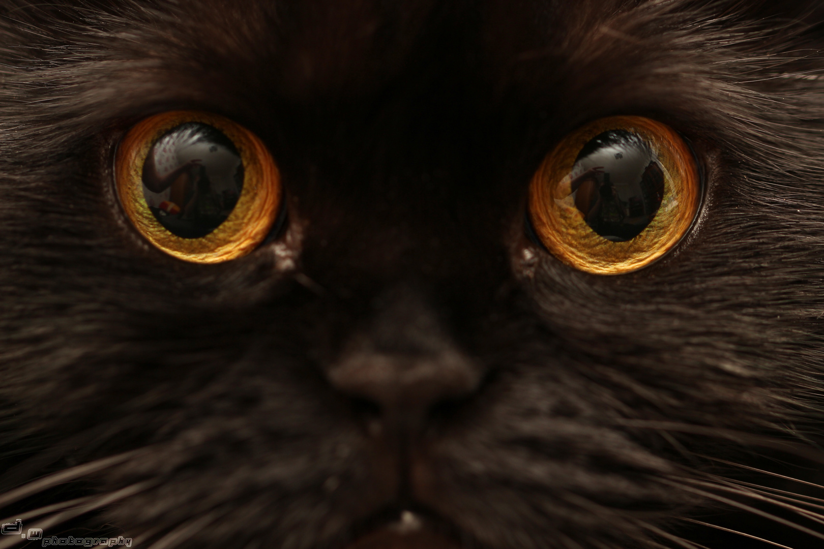 Cat Eye Reflection