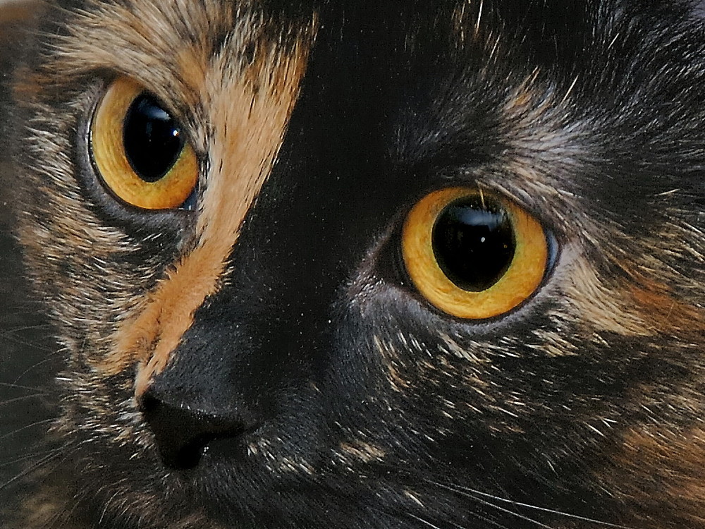 Cat Eyes...
