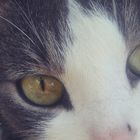#cat #eyes