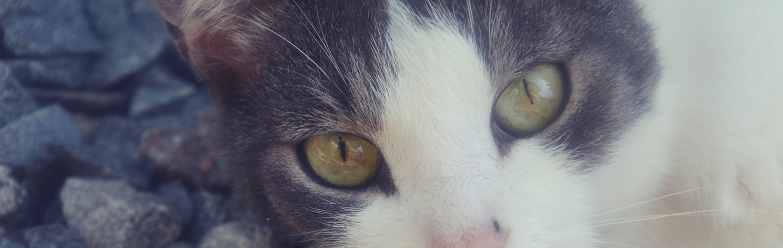 #cat #eyes