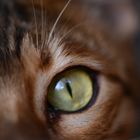 cat eyes