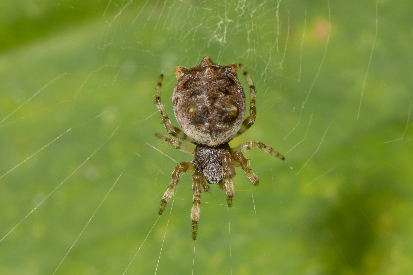 Cat-faced Spider (Aspidolasius branicki)