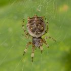 Cat-faced Spider (Aspidolasius branicki)