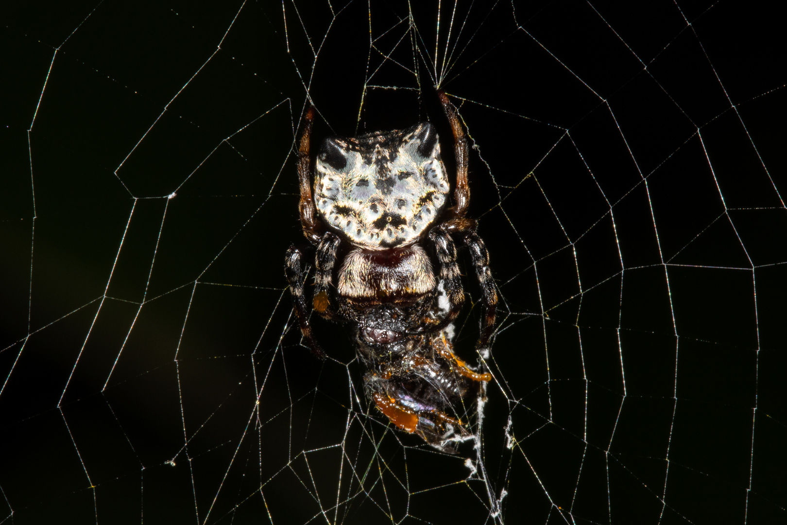 Download Cat-faced Spider (Aspidolasius branicki) Foto & Bild ...