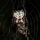 Cat-faced Spider (Aspidolasius branicki)