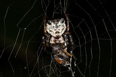 Cat-faced Spider (Aspidolasius branicki)