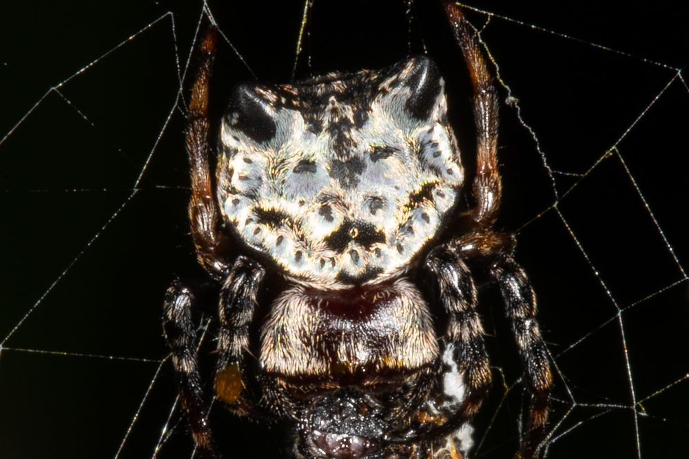 Cat-faced Spider (Aspidolasius branicki)