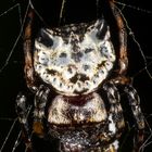 Cat-faced Spider (Aspidolasius branicki)