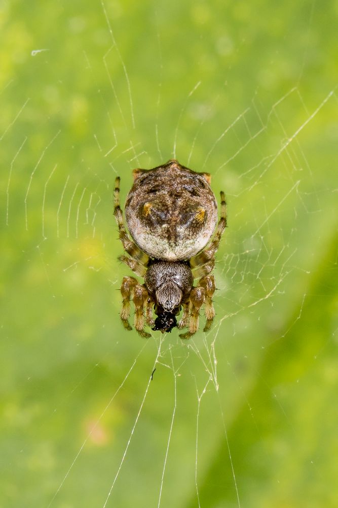 Cat-faced Spider (Aspidolasius branicki)