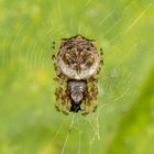 Cat-faced Spider (Aspidolasius branicki)