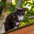 cat & fence