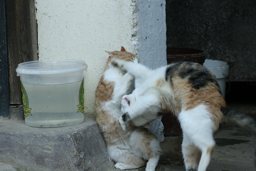 Cat Fight #4167