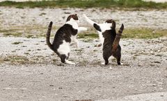 Cat Fight