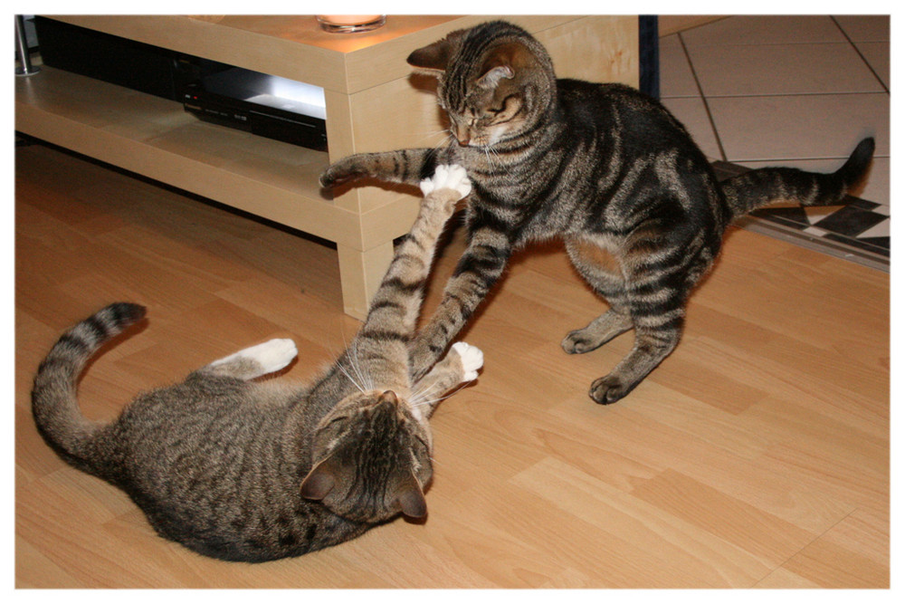 Cat fight Part 1