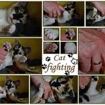 Cat Fighting......