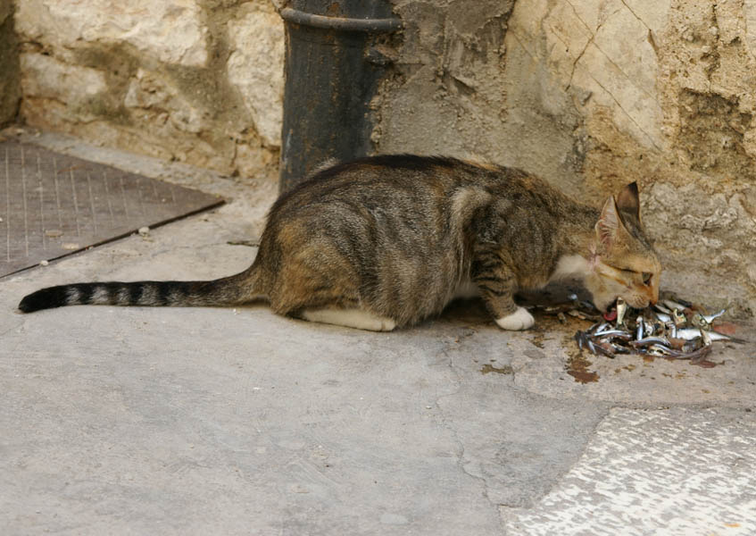 Cat & Fish