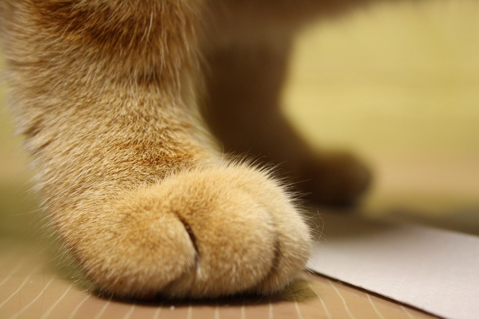 Cat Foot