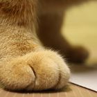 Cat Foot