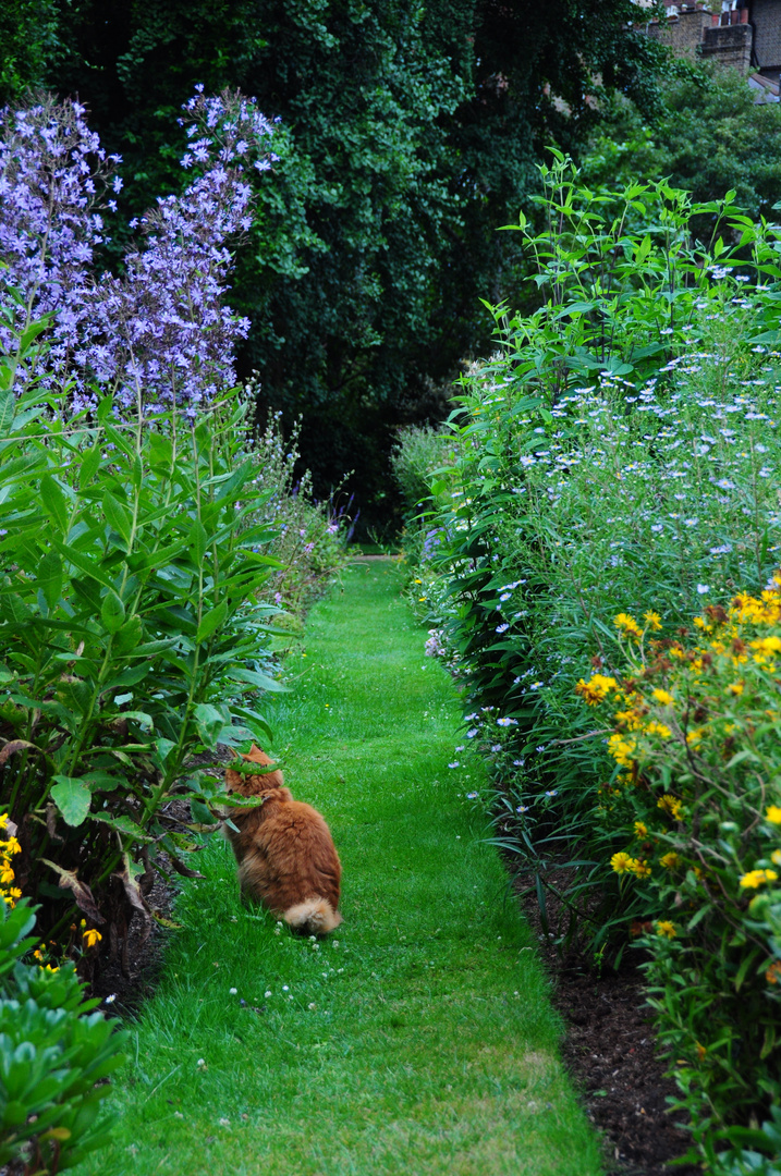 Cat Garden photo & image animals, cats, pets & farm animals images at