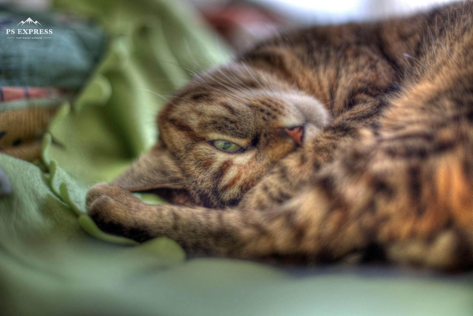 Cat HDR