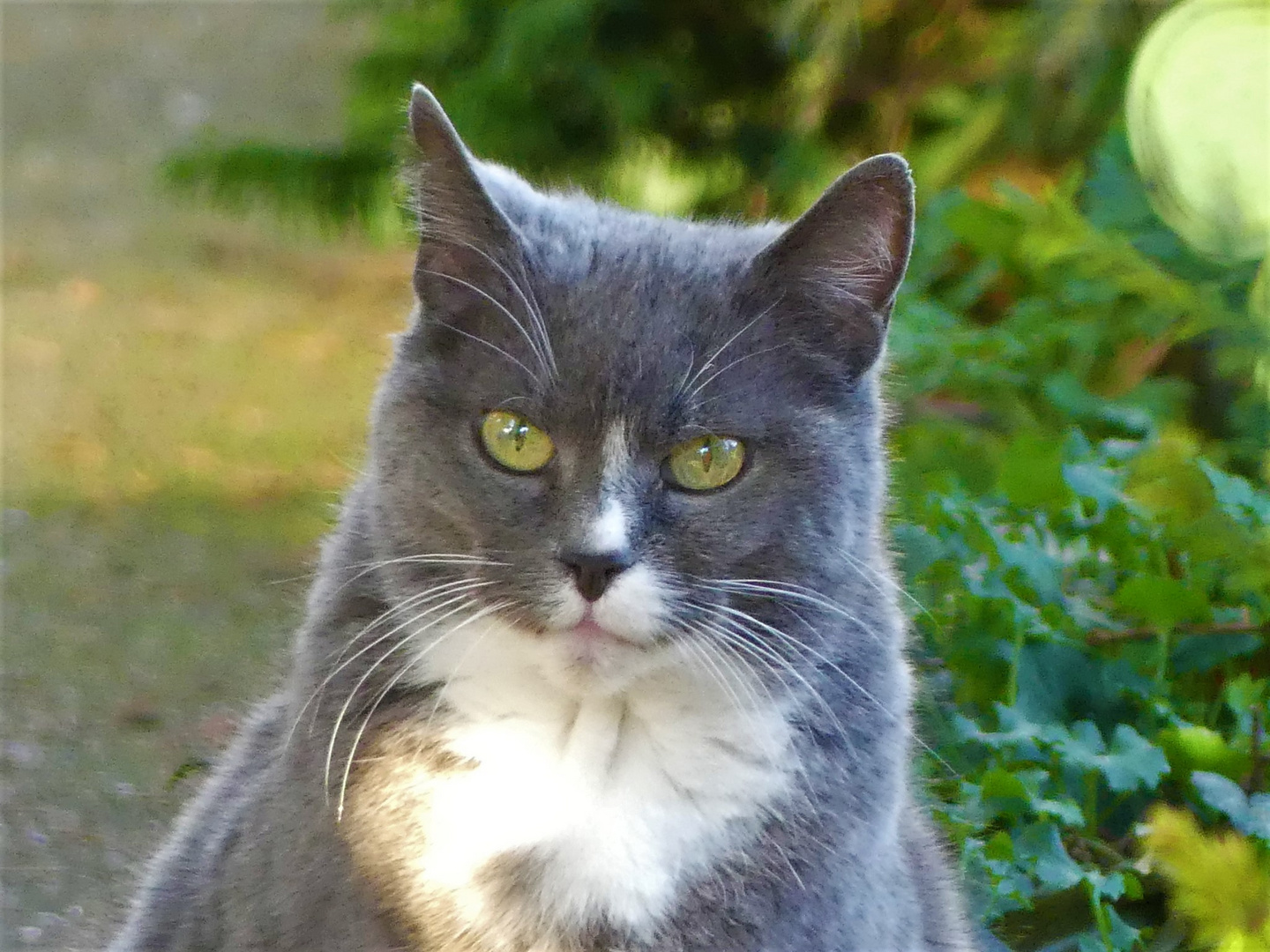 Cat im Schrebergarten